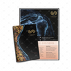Symphony of the Cells™ Application Book & Body Systems Chart Bundle